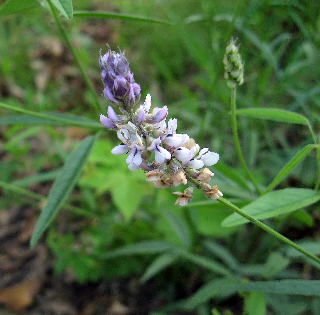 Sampson's Snakeroot