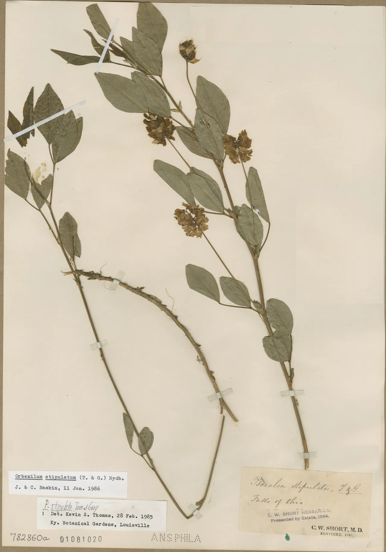 Largestipule Leather-root