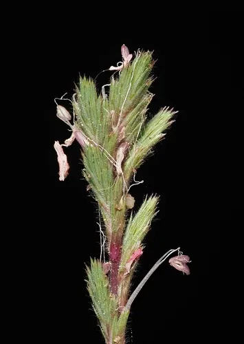 California Orcutt Grass