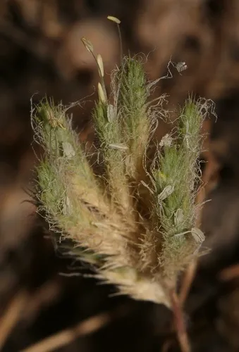 San Joaquin Valley Orcutt Grass
