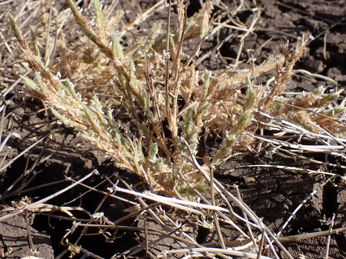 Hairy Orcutt Grass