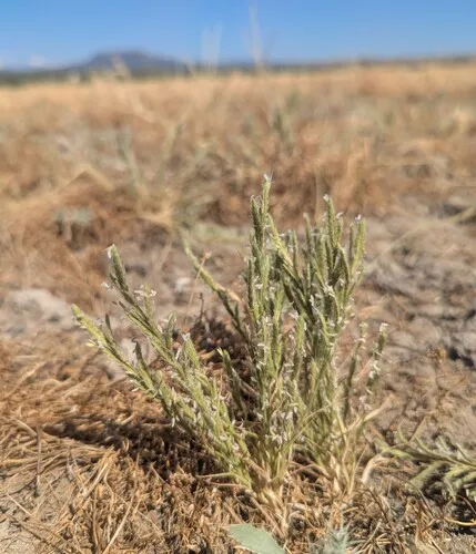 Slender Orcutt Grass