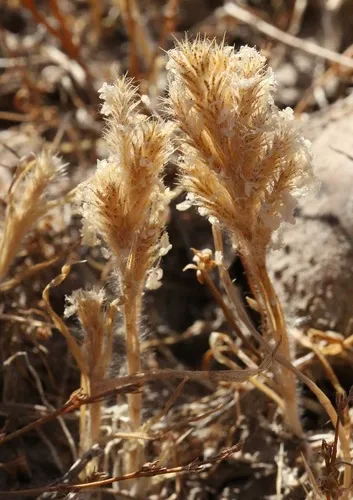 Sacramento Orcutt Grass — photo by Morgan Stickrod