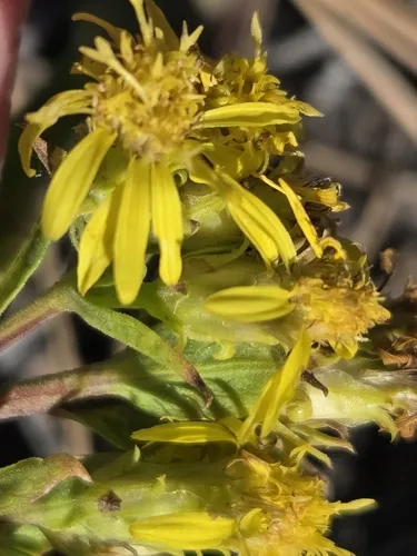 Parry's Goldenrod — photo by Craig Martin