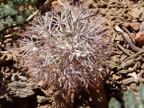Purple Mountainparsley