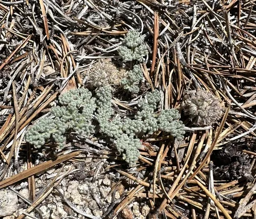 Woolly Mountainparsley