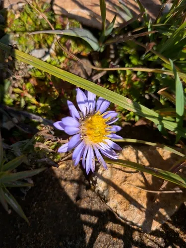 Tundra Aster — photo by Amir Nahavandi