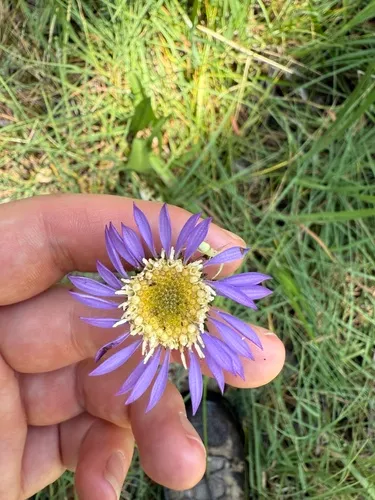 Plumas Alpine Aster