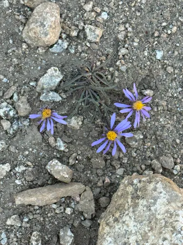 Peirson's Aster