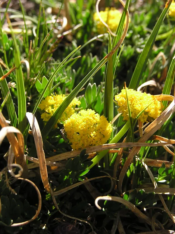Rocky Mountain Alpineparsley