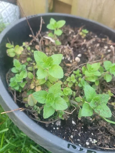 Sweet Marjoram