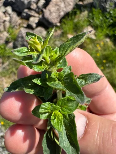 Oregano — photo by Martin Kielland
