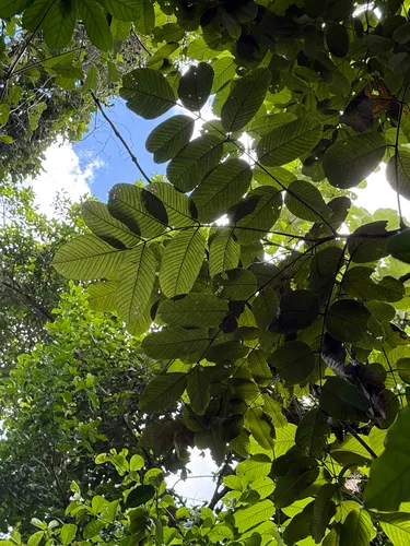 Peronia — photo by Omar Monzon Carmona