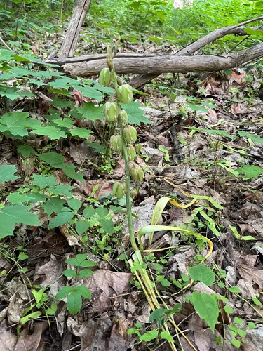 Drooping Star Of Bethlehem