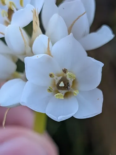 Wonder Flower