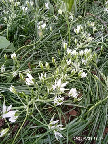 Star Of Bethlehem