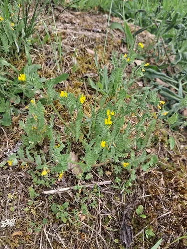 Yellow Bird's-foot