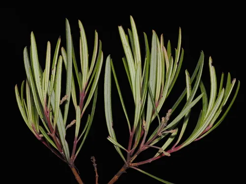 Baja Birdbush — photo by nathantay