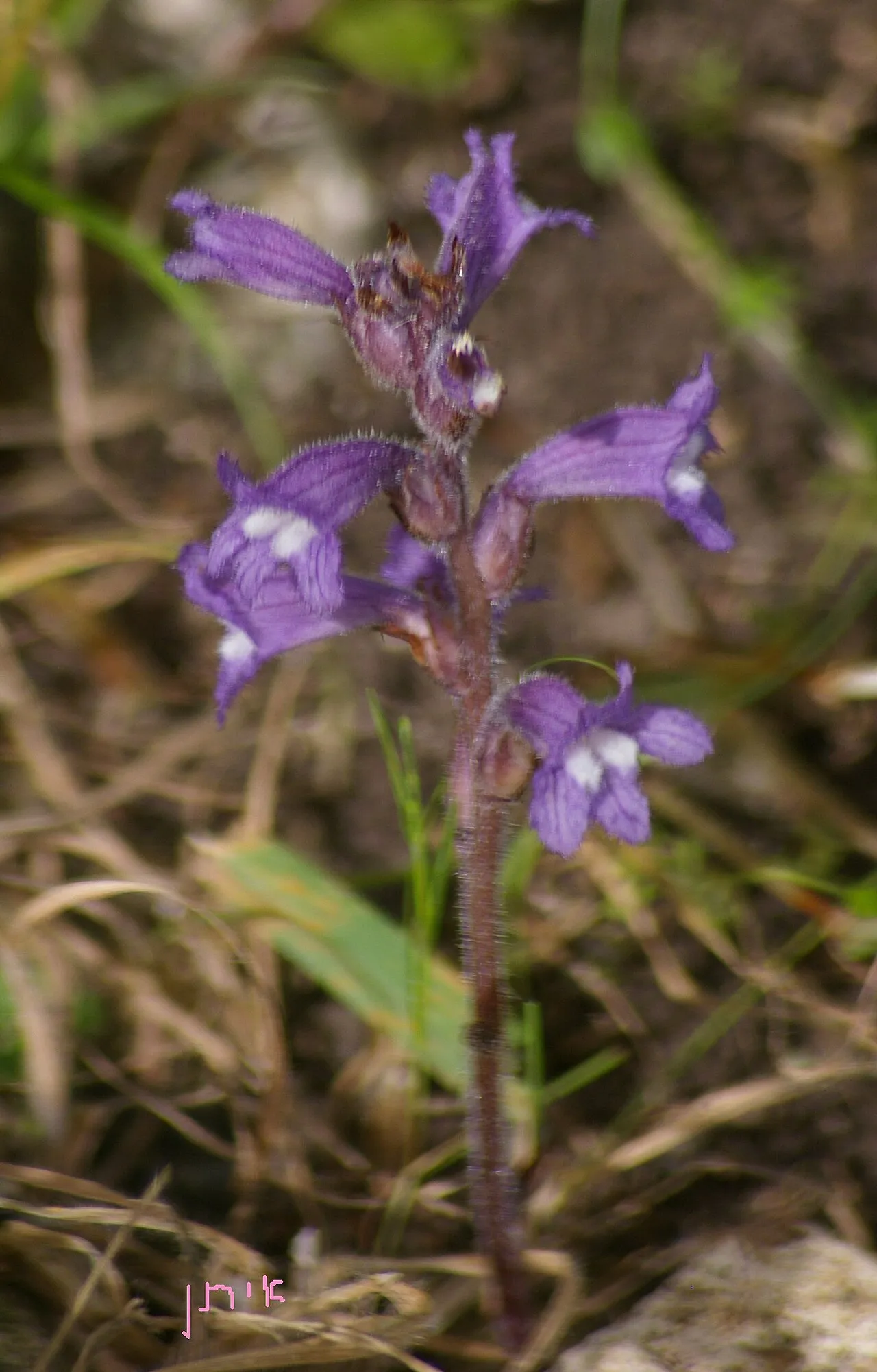 Egyptian Broomrape — photo by איתן פרמן