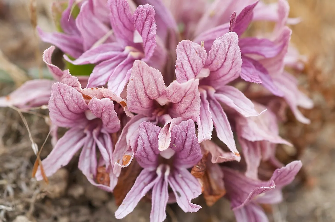 California Broomrape
