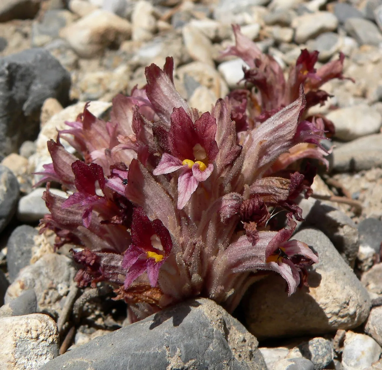 Flat-top Broomrape
