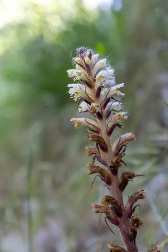 Ivy Broomrape — photo by Chenxi Che
