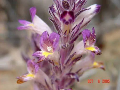 Manyflower Broomrape (subsp. multiflora) — photo by fws.gov