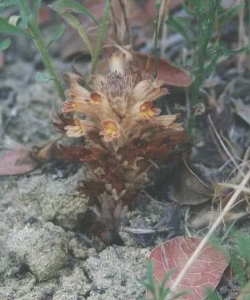 Parish's Broomrape (subsp. parishii) — photo by Dionysia