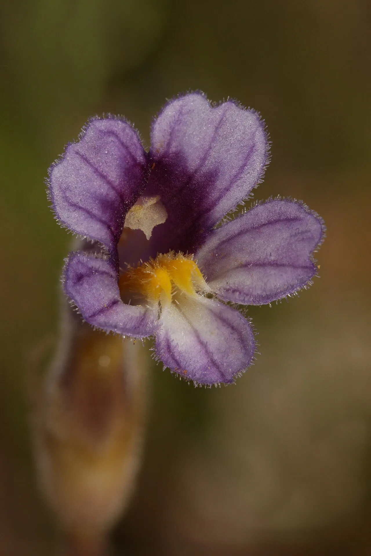 Oneflowered Broomrape — photo by Walter Siegmund (talk)