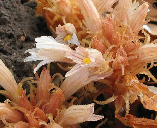 Hillside Broomrape