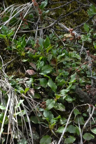 Sidebells Wintergreen — photo by FreckLes