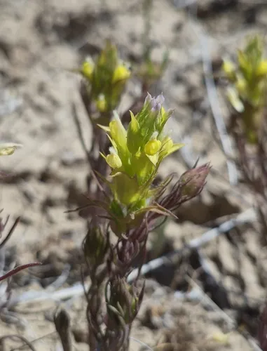 Grand Coulee Owl's-clover