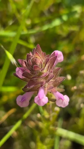 Rosy Owl's-clover
