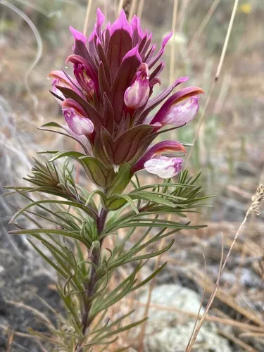 Shasta Owl's-clover