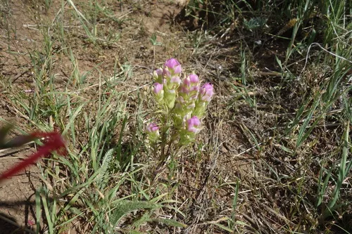 Thinleaved Owl's-clover