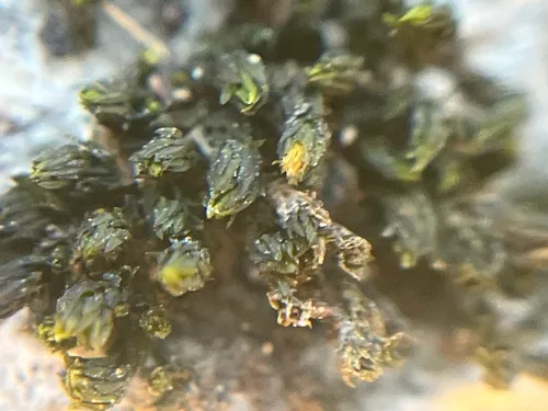Strangulate Orthotrichum Moss