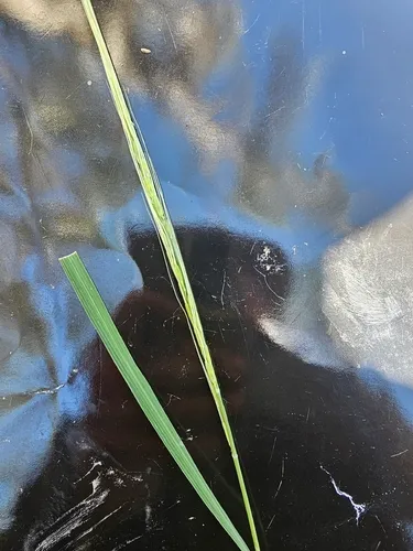 Brownbeard Rice