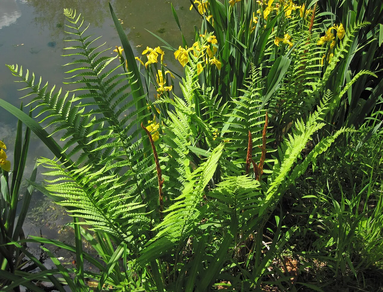 Cinnamon Fern
