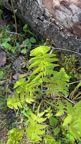 Interrupted Fern