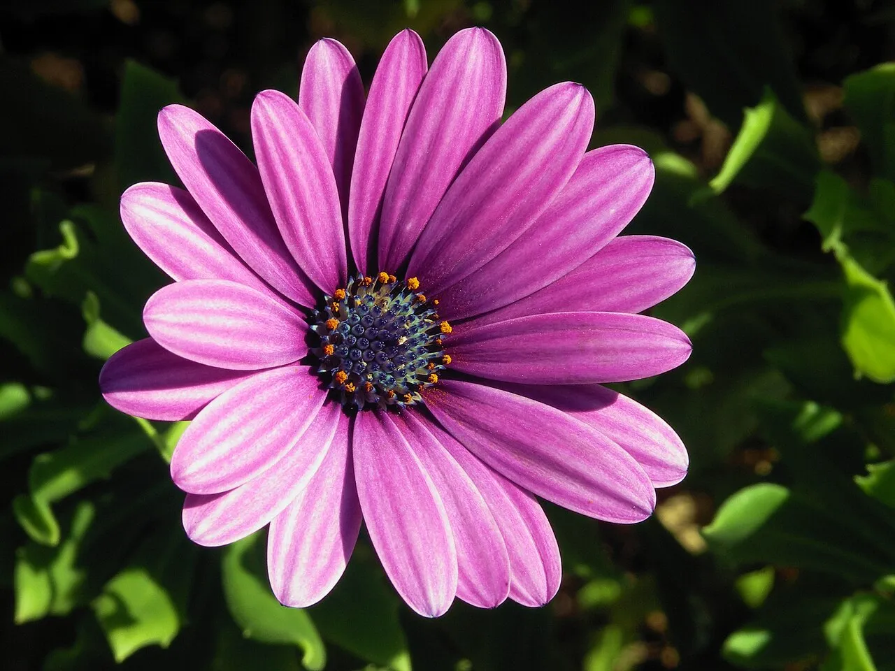 Blue And White Daisybush — photo by Joaquim Alves Gaspar