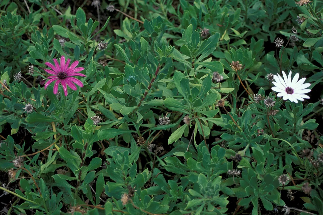 Shrubby Daisybush