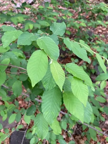 Chisos Hophornbeam