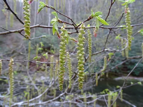 Hophornbeam