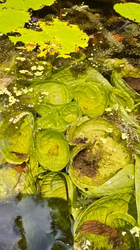 Ducklettuce — photo by FO12071Saowanit