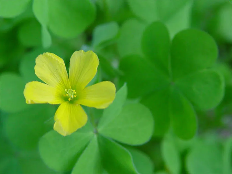 Radishroot Woodsorrel — photo by No machine-readable author provided. Folini assumed (based on copyright claims).