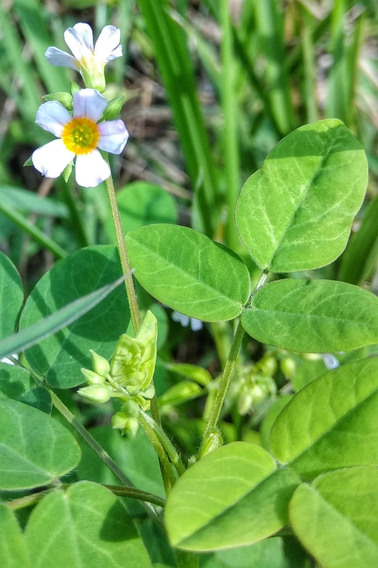 Barrelier's Woodsorrel
