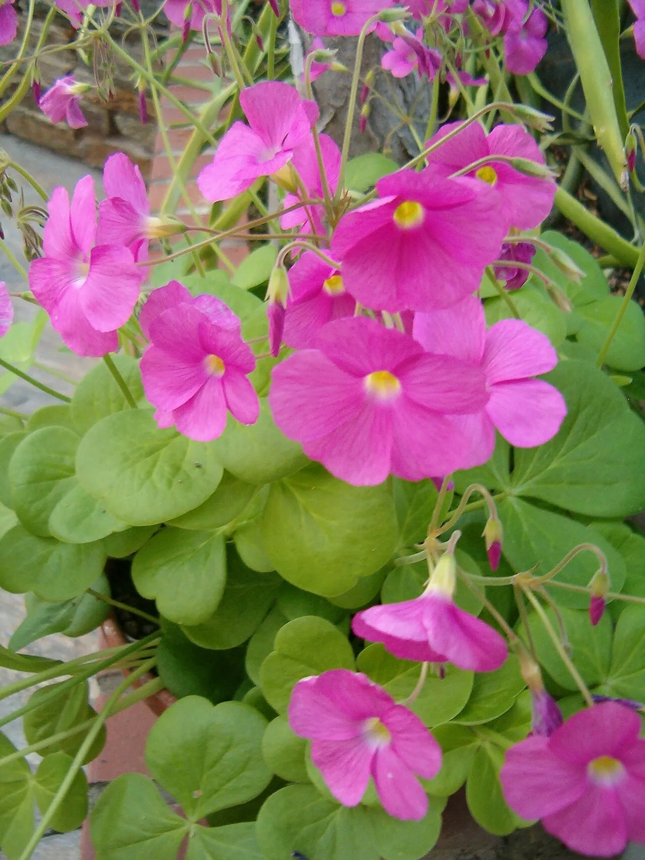 Red-flower Woodsorrel — photo by User:BotBln