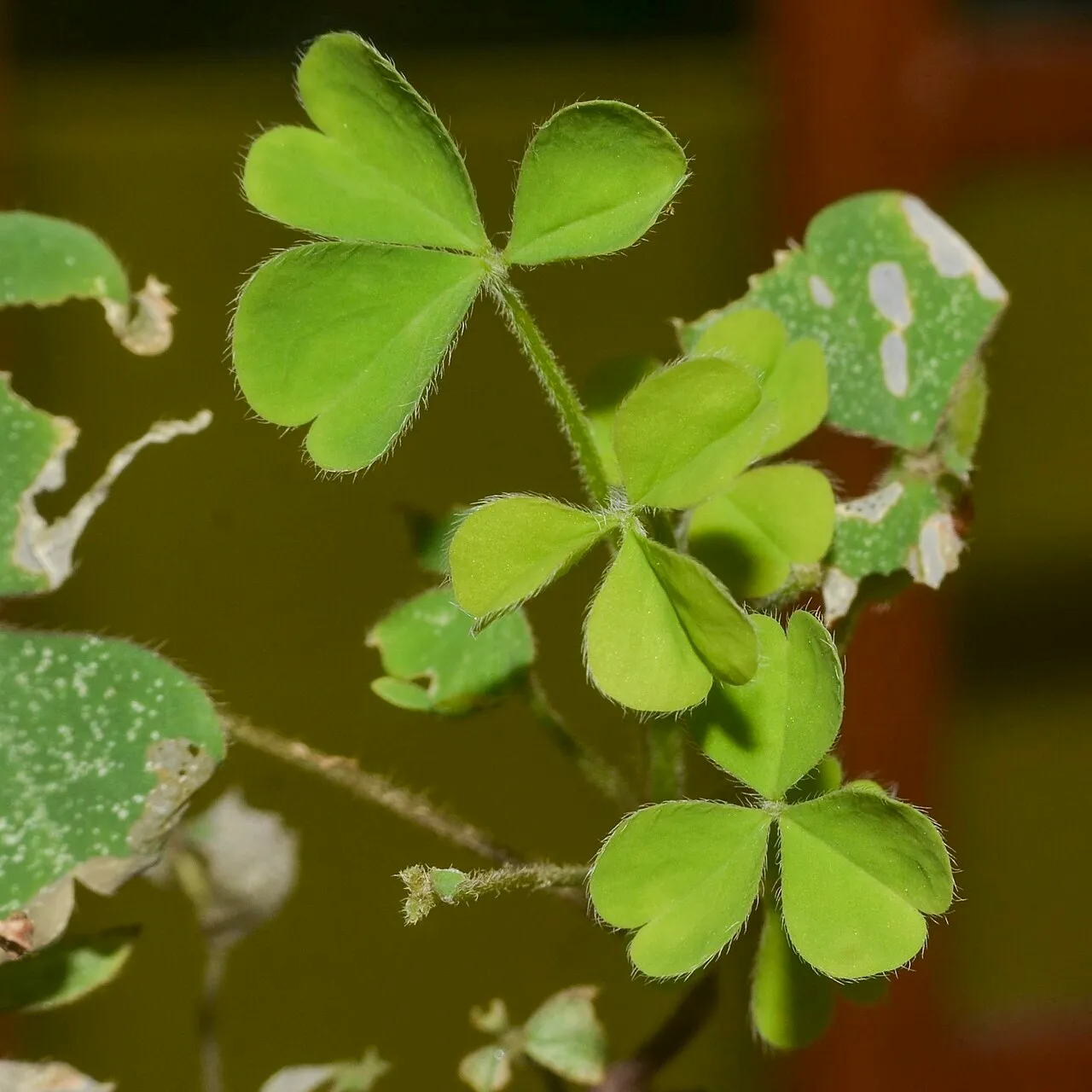 Creeping Woodsorrel