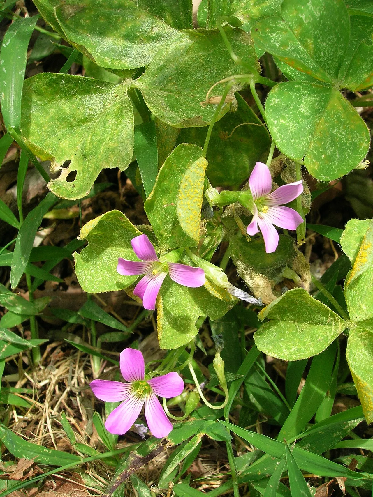 Pink Woodsorrel (var. corymbosa) — photo by Forest & Kim Starr