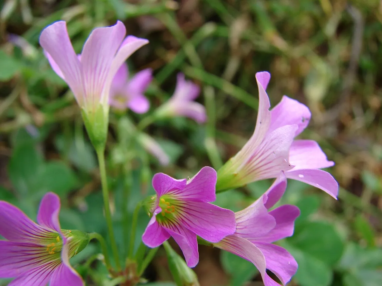 Pink Woodsorrel — photo by Forest & Kim Starr